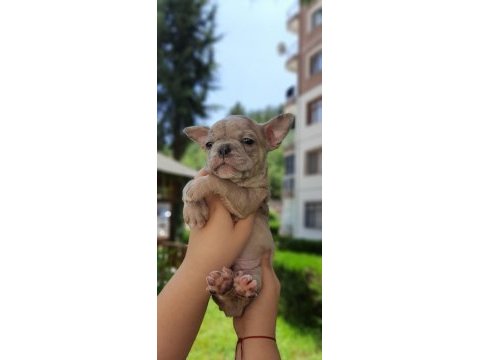 French bulldog