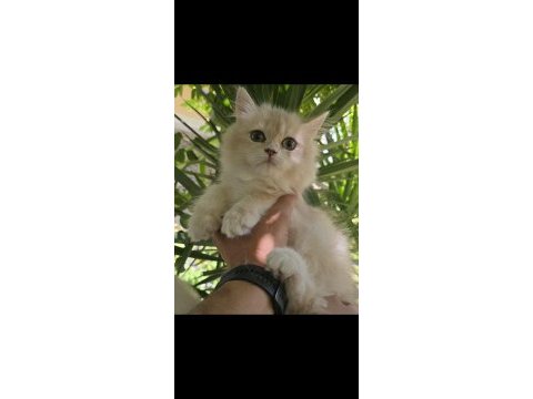 British longhair lilac golden erkek