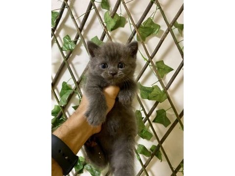 Çok sevimli ve oyuncu british shorthair yavrularım