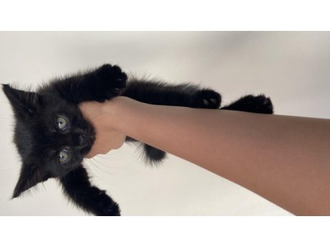 Yavru siyah british shorthair