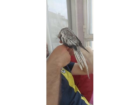 Yeme düşmüş 4 haftalık sultan papağanları