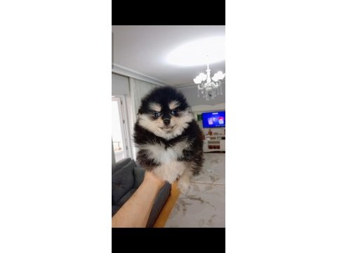 Pomeranian boo black tan köpeğimiz