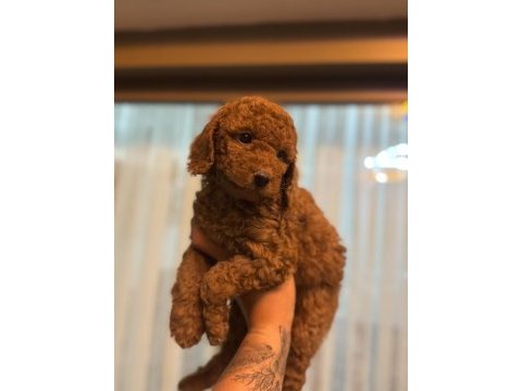 Exotic pet club - safkan toy poodle