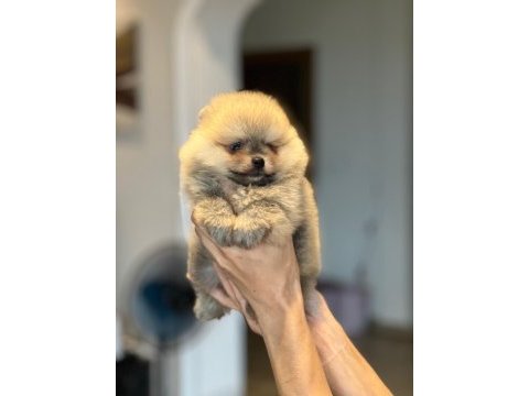 Pomeranian boo yavrular