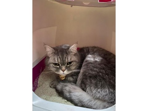 British shorthair erkek