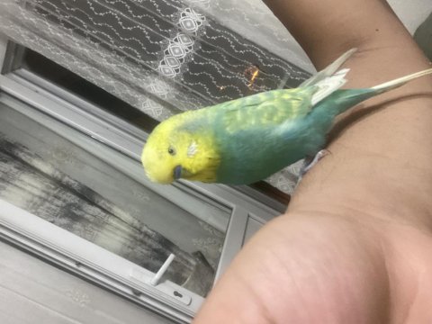 İnsan gibi konuşan muhabbet kuşu paşa
