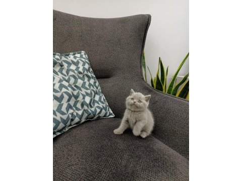 Koca kafalı british shorthair yavruları