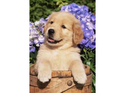 A kalite dişi erkek golden retriever yavrularımız