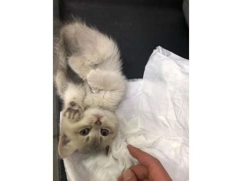 Acil british shorthair yavrumuza yuva aranıyor