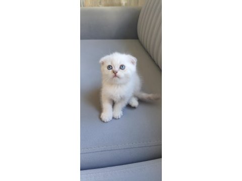 Güzel scottish fold kızımız yeni ailesini bekliyor