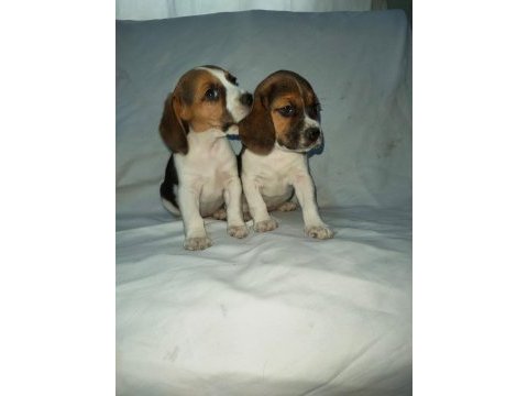 Sevimli ve oyuncu beagle yavrularımız.