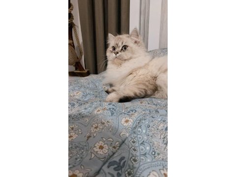 Kısırlaştırma şartı ile kedimiz