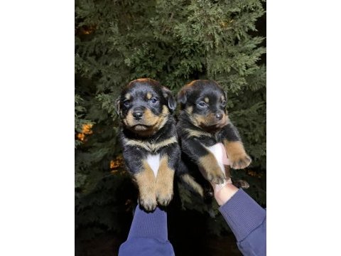 Koca kafa rottweiler yavrular