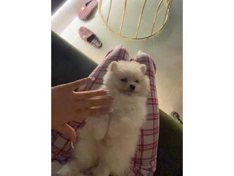 Pomeranian 3,5 aylık yavru köpeğimiz
