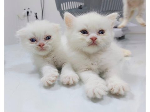 Saf ırk kedilerini yeni ailesini arıyor scottish fold