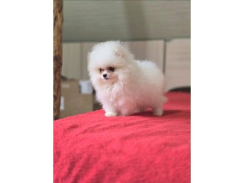 Sçr belgeli show kalite pomeranian yavrularımız
