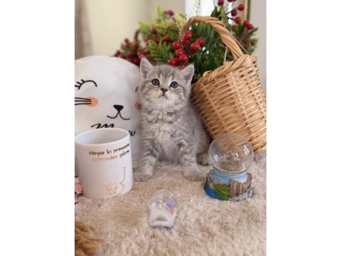 Blue gold british shorthair