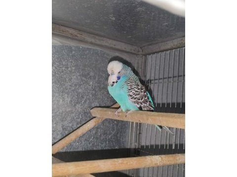 Show jumbo erkek muhabbet kuşu