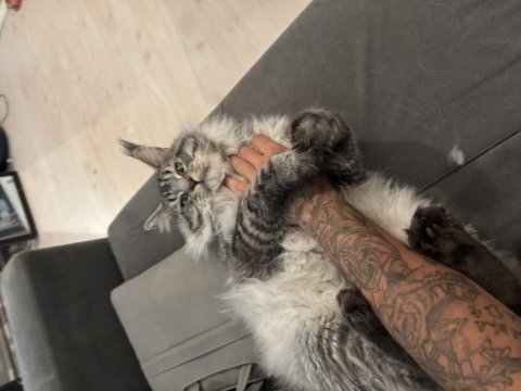 Saf kaan full scr ki beyaz aslan xxxl mco yavruları