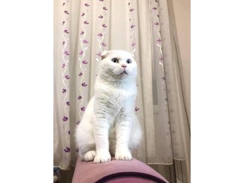 Yetişkin aktif erkek scottish fold