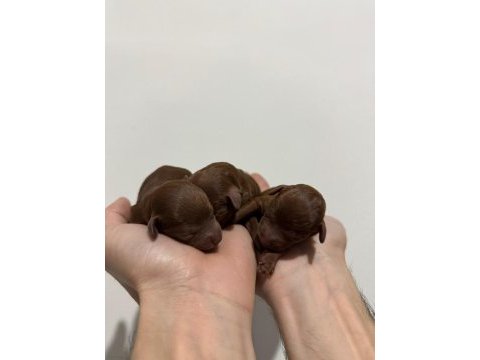 Teacup kore poodle