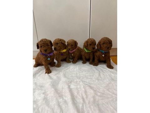 Toy poodle yavrularımız hazırdır