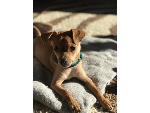 Ücretsiz sahiplendirme pinscher