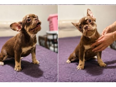Rojo and tan fluffy french bulldog yavrular