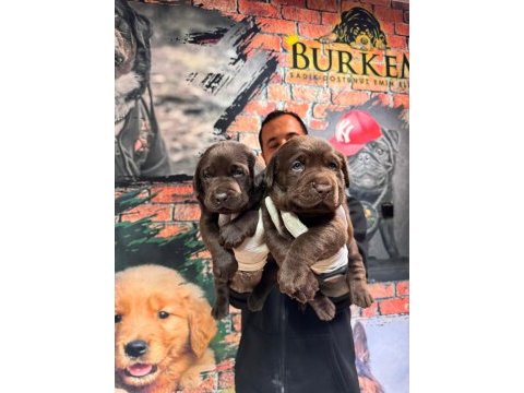 Çikolata ve siyah labrador retriever yavrularımız