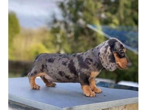 Mini dachshund bebekler çiftliğimizden a kalite