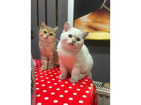Safkan british shorthair golden&point yavrular