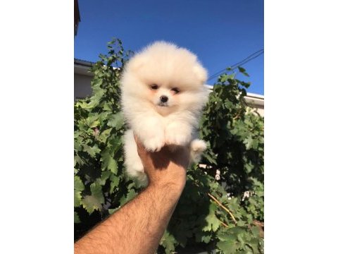 Beyaz ve orange ayı surat pomeranian minnoşlar