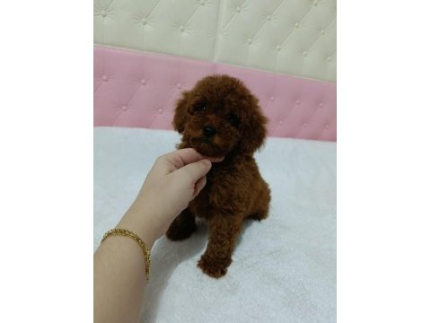 Kore kan poodle bebekler