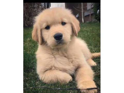 Çocuk dostu golden retriever yavrular