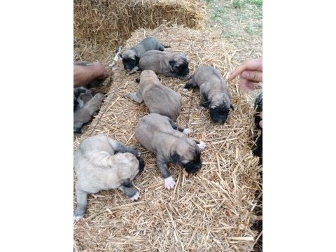 Yeni doğmuş kangal yavruları
