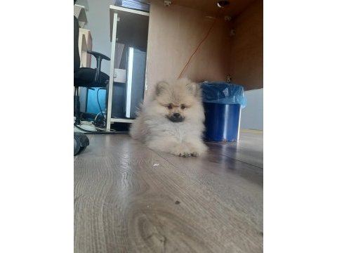Pomeranian boo yavrusu