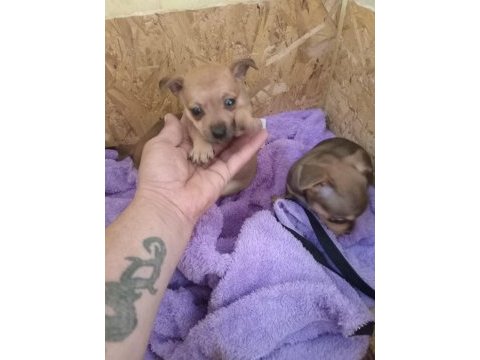 Pinscher yavrumuz