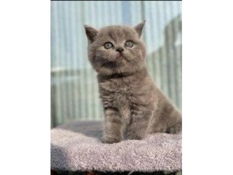 Safkan british shorthair