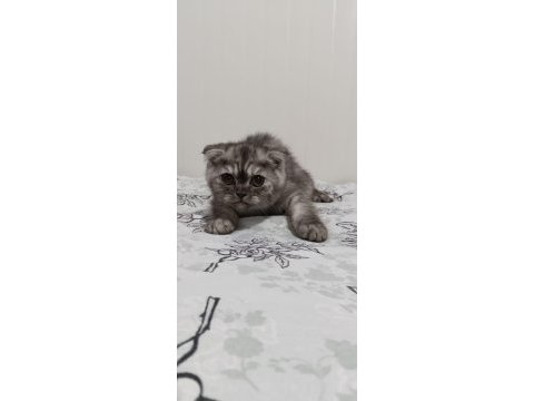 Dört kardeş yeni yuvalarını arıyor