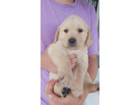 Muhteşem kaliteli golden retriever yavrularımız