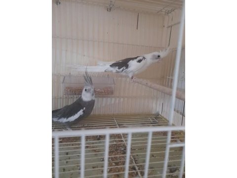 Üçüncü kuluçka hazırlığında mükemmel wf takım sultan
