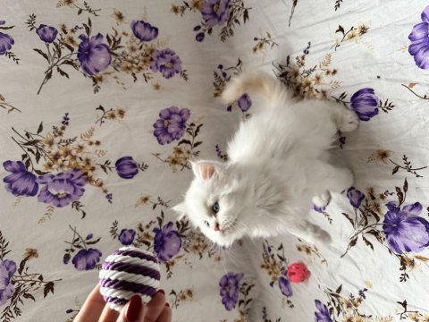 İran chinchilla yavrular