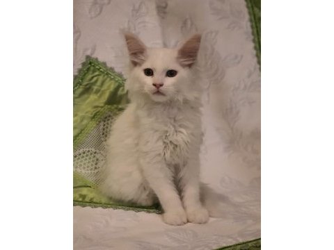Maine coon yavru kedilerimiz