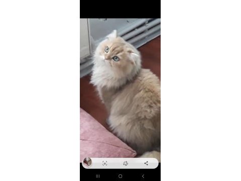 Sahibinden british longhair