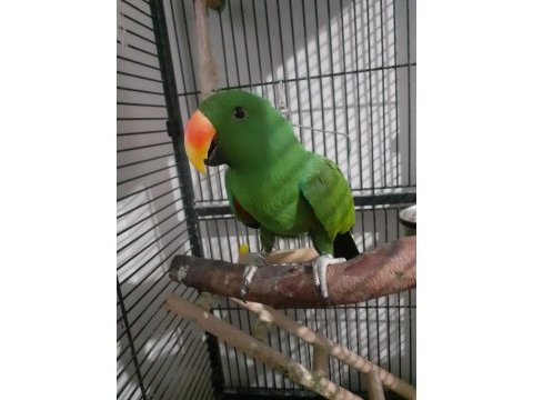 Koleksiyonluk arayanlar eclectus