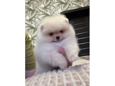Pomeranian boo teddy