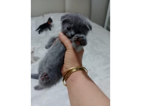 2 tane küçük afacanlar dik ve kırık kulak kedimiz