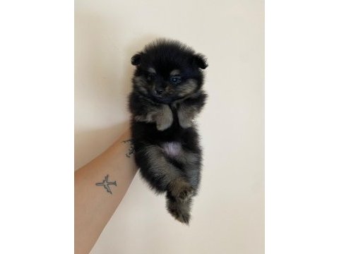 Pomeranian boo 50 günlük