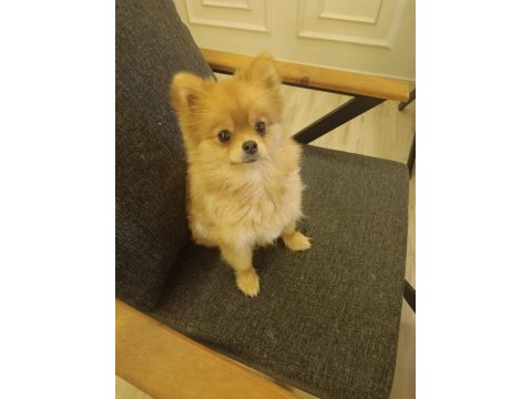 1 yaşında pomeranian kızımızı veriyoruz