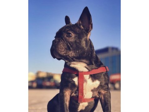 5 yaşında french bulldog